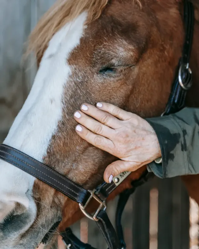 Feed & Supplements, About Equine Feed & Supplements, About Equine