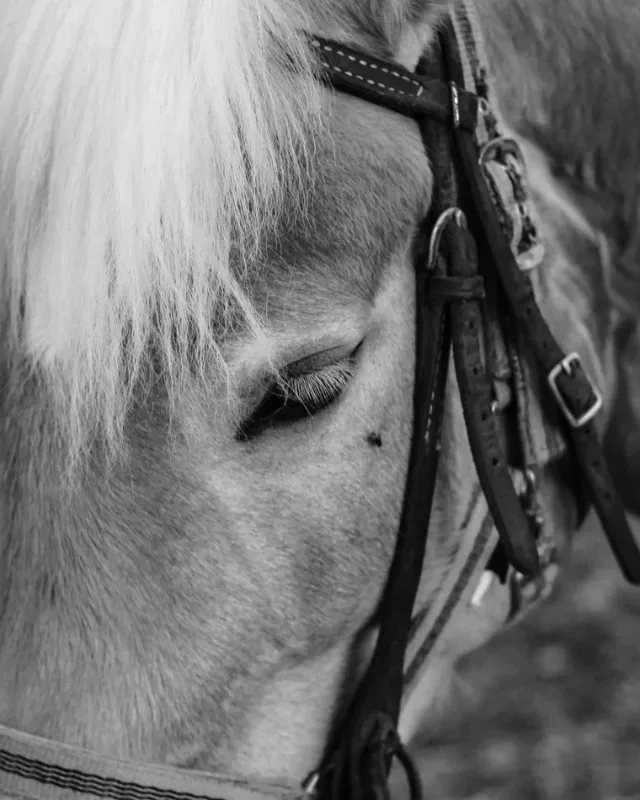For the Horse, About Equine For the Horse, About Equine