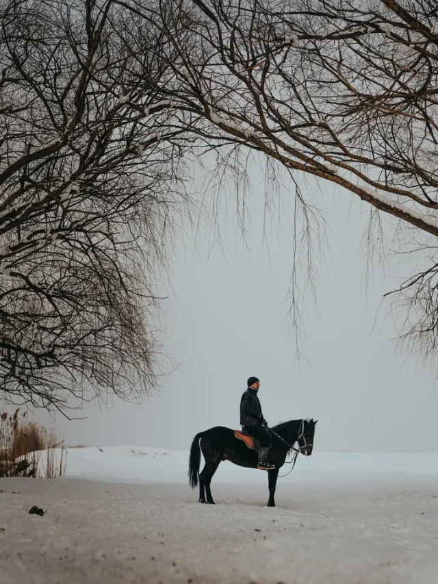 Horse Rugs collection Horse Rugs collection