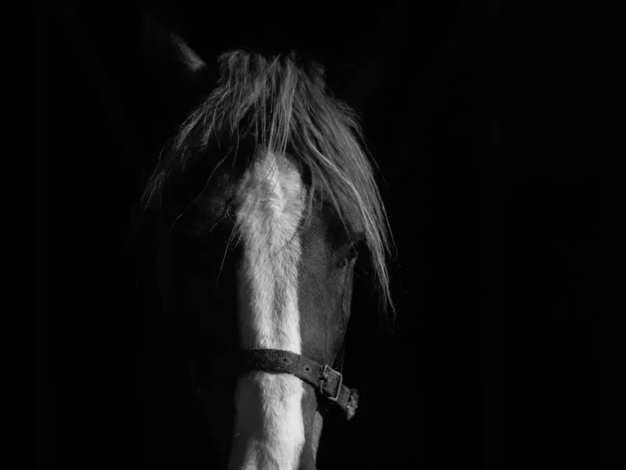 About Equine brand story About Equine brand story