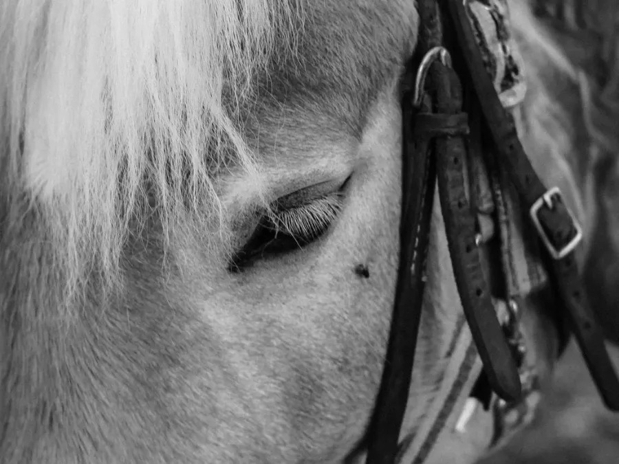 Horse wearing a turnout rug in a field Horse wearing a turnout rug in a field