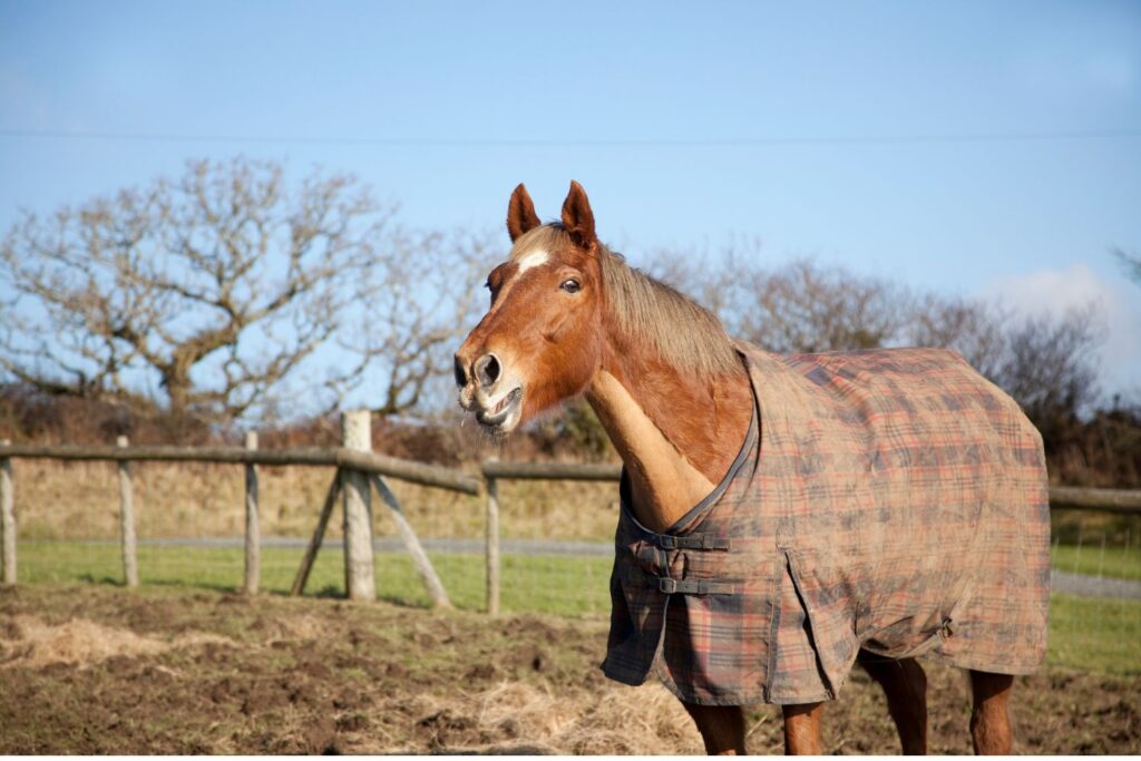 rugs for horses